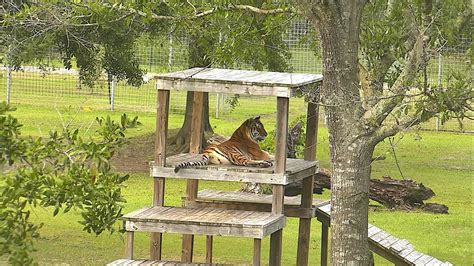 kitty cabana|big cat rescue cameras.